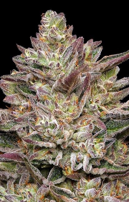 151826_2346489_pimcore_1_1