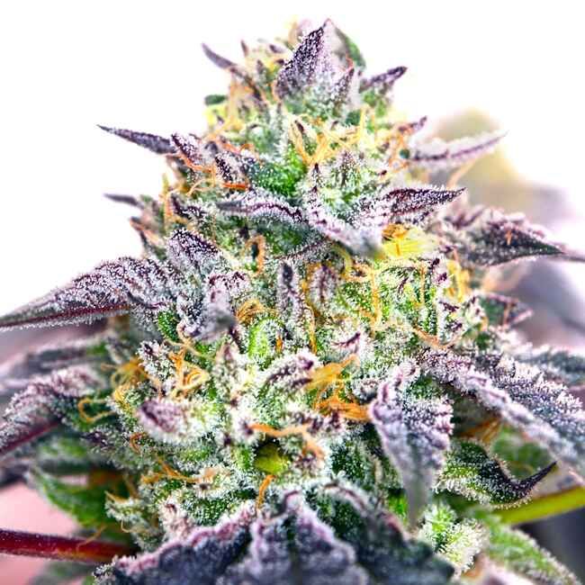 151893_2329983_pimcore_1_2