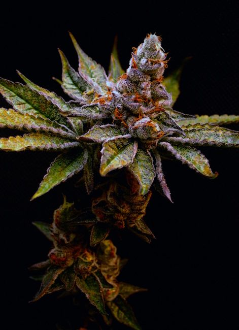 151952_2330023_pimcore_1_2