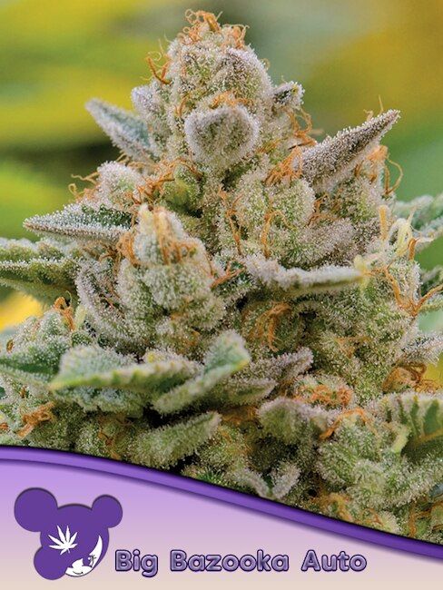 152002_2362004_pimcore_1_1