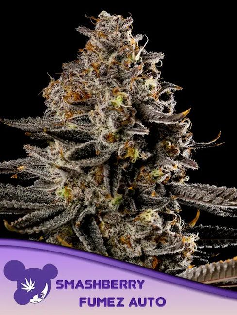 152011_2362036_pimcore_1_1