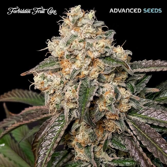 152152_2583964_pimcore_1_1