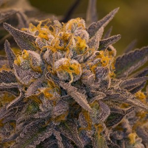 160297_1914501_pimcore