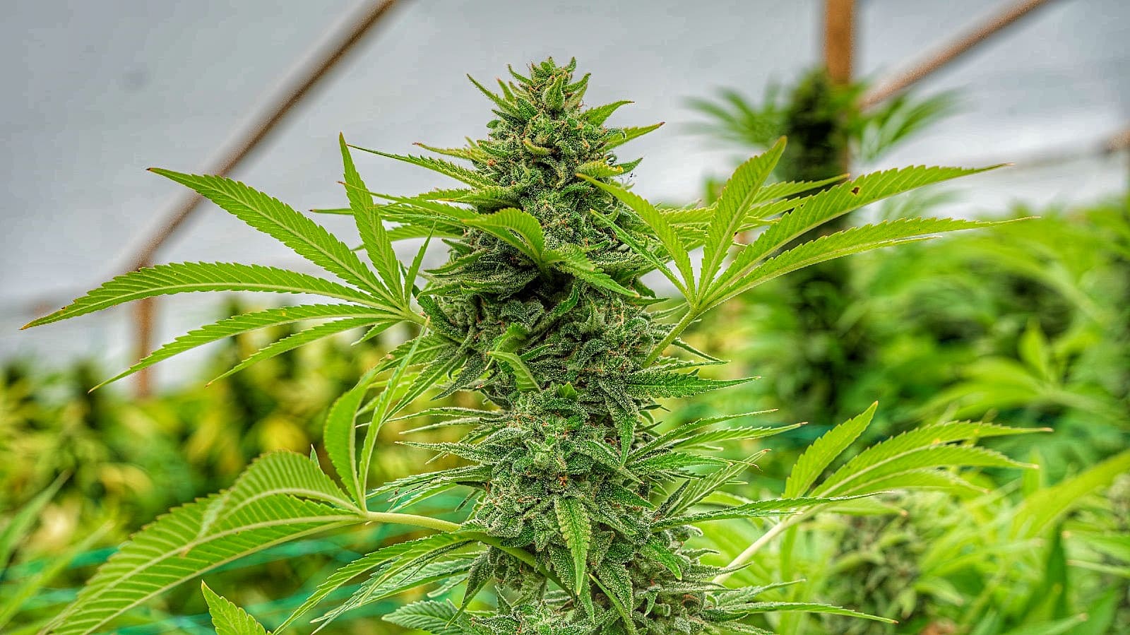 160435_1937937_pimcore