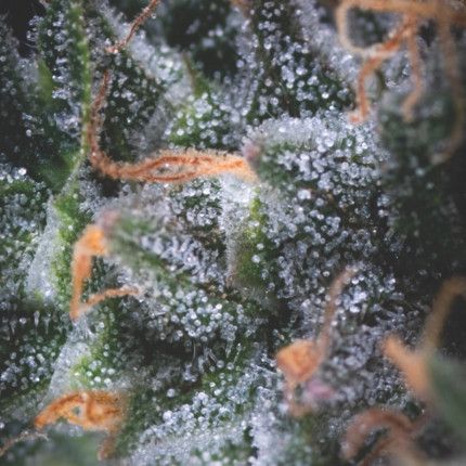 162011_2353252_pimcore_1_2