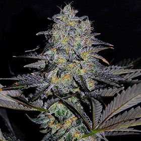 164598_2584537_pimcore_1_1