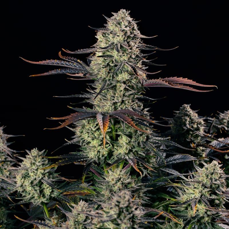 165792_2594881_pimcore_1_1