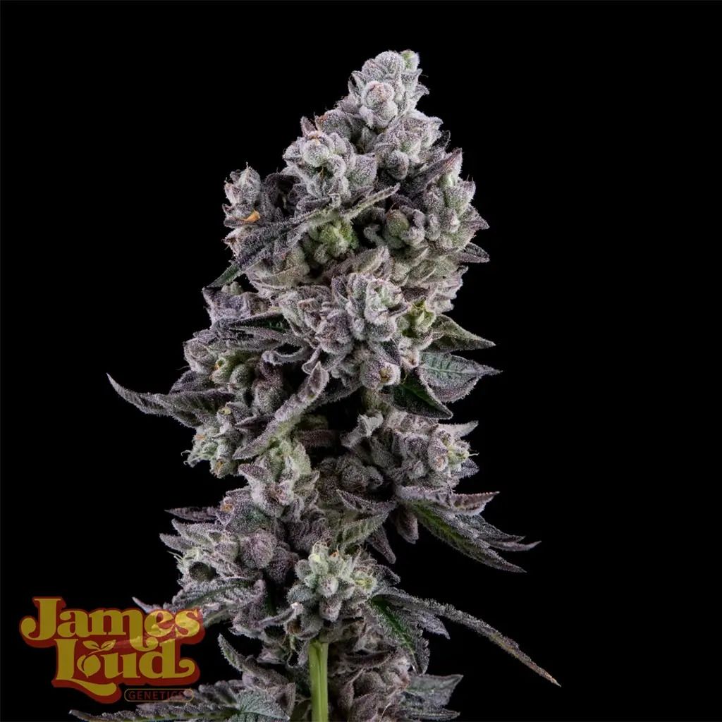 167749_2639795_pimcore_1_1