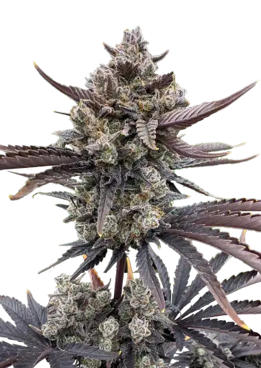 169159_2632006_pimcore_1_1