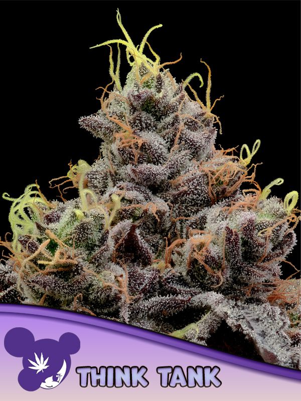 169927_2645232_pimcore_1