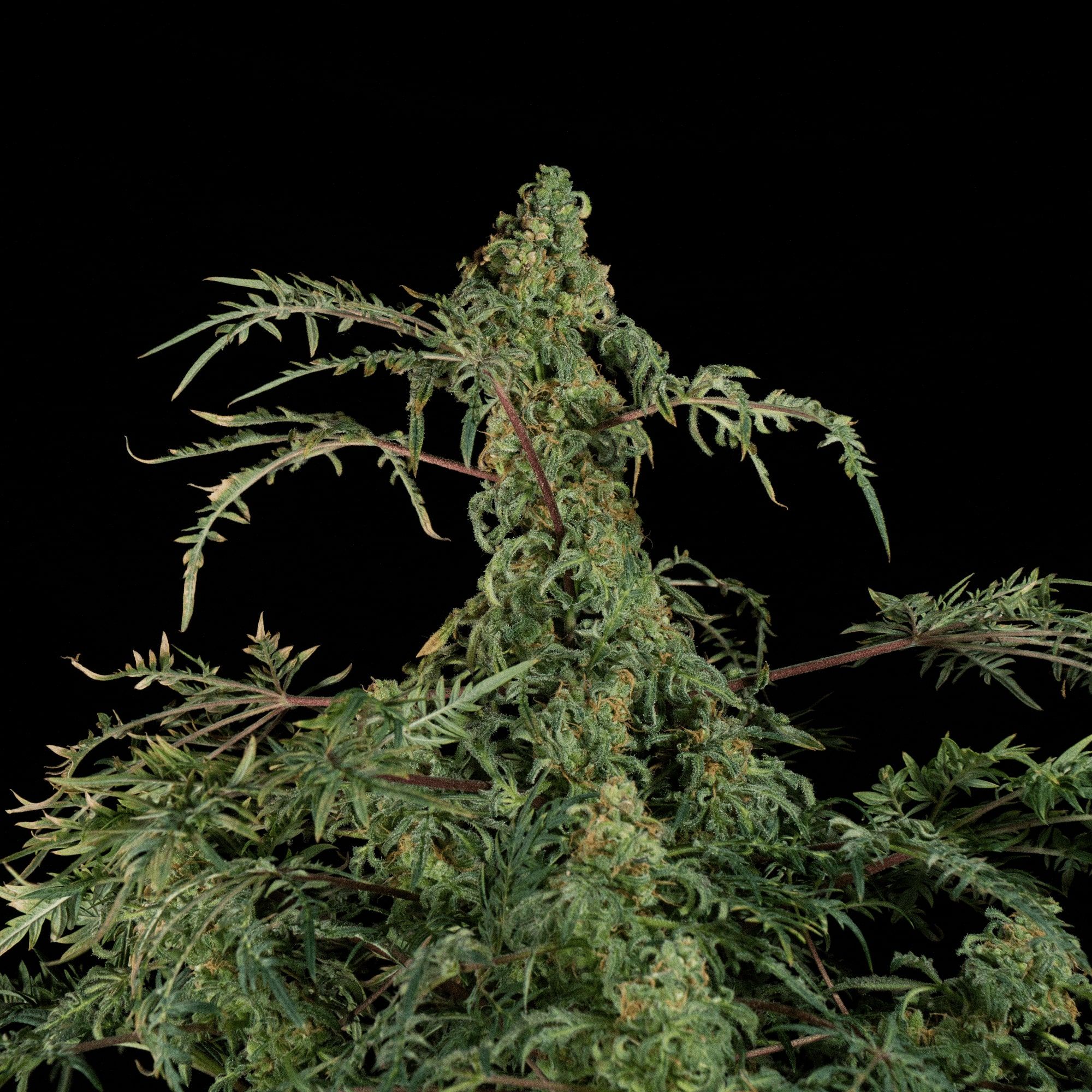 170327_2646434_pimcore_1