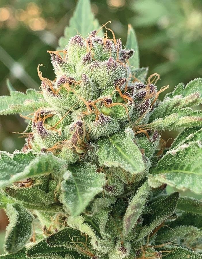 Apple Blossom Auto Feminised by Humboldt Seed Co.