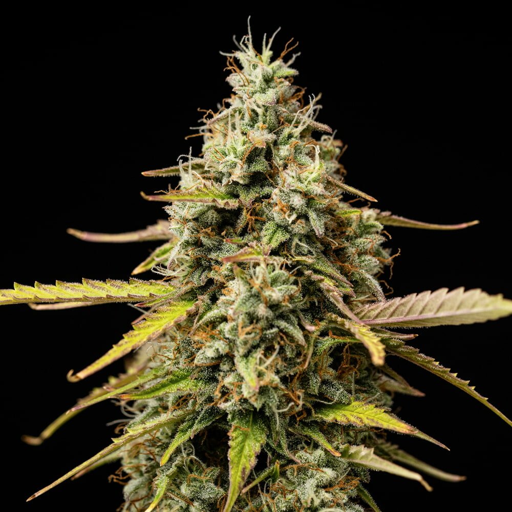 Atlas F1 Auto Feminised by Royal Queen Seeds, photo 2