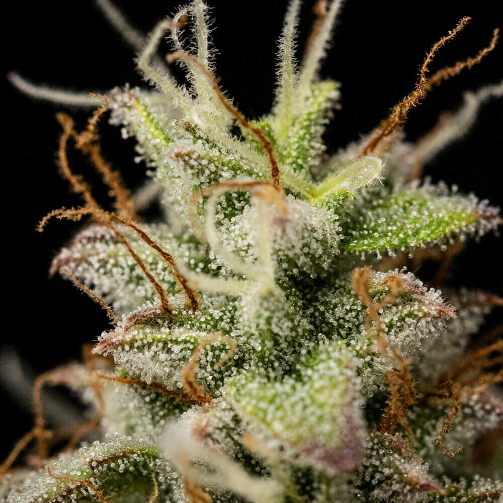 Atlas F1 Auto Feminised by Royal Queen Seeds, photo 3