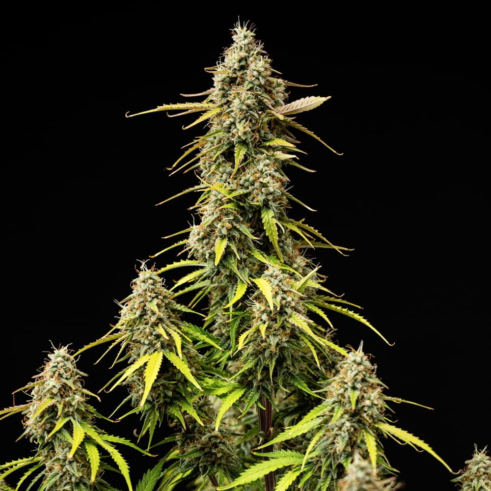 Atlas F1 Auto Feminised by Royal Queen Seeds, photo 4