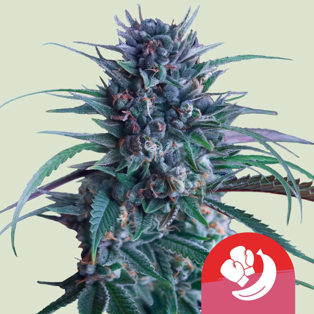 Banana Brawler Feminised by Royal Queen Seeds