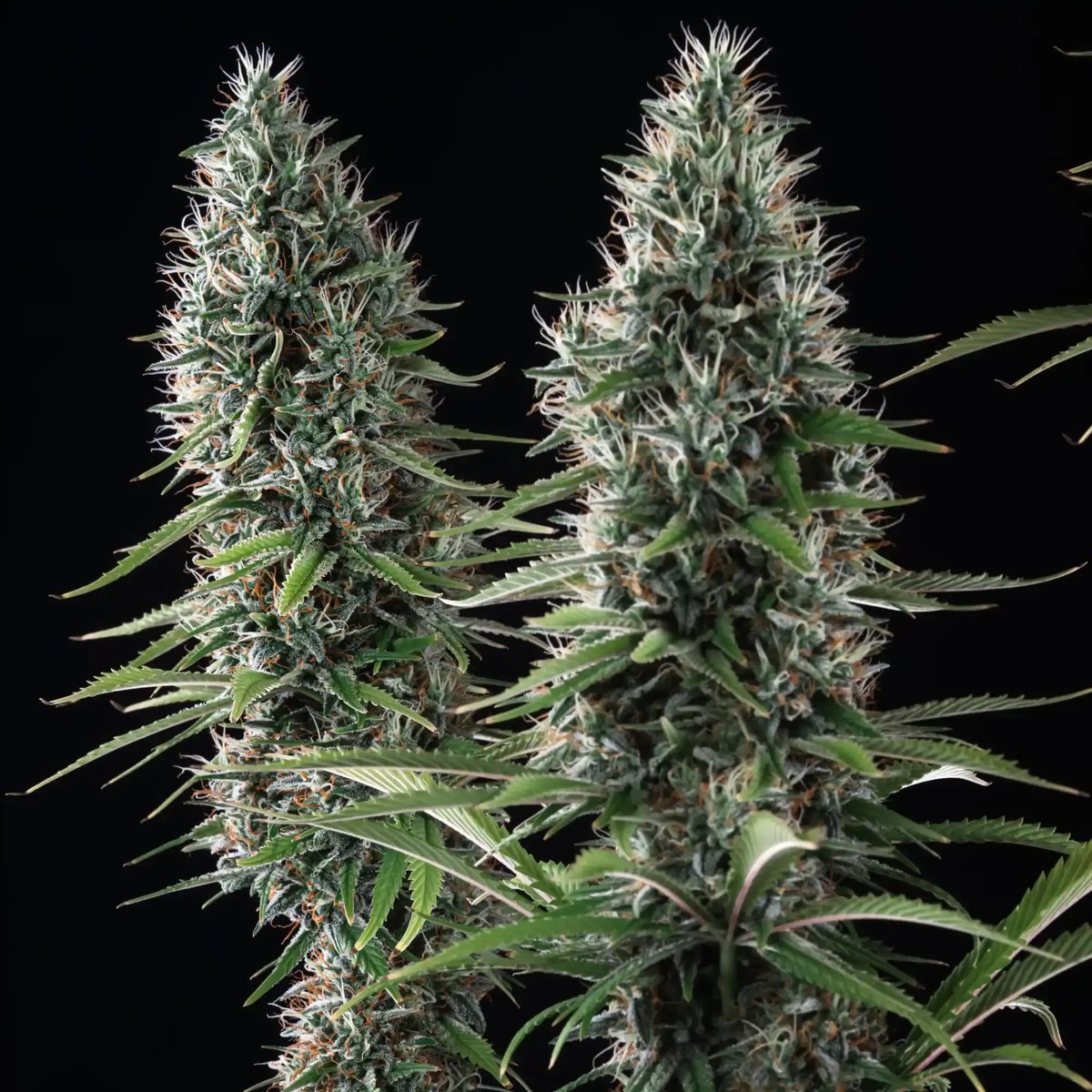 Banana Brawler Feminised by Royal Queen Seeds, photo 2