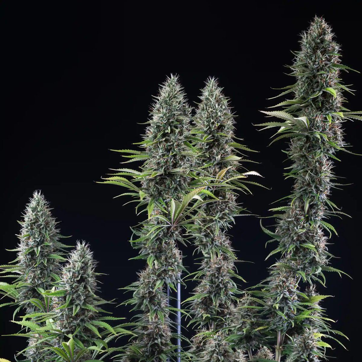 Banana Brawler Feminised by Royal Queen Seeds, photo 3