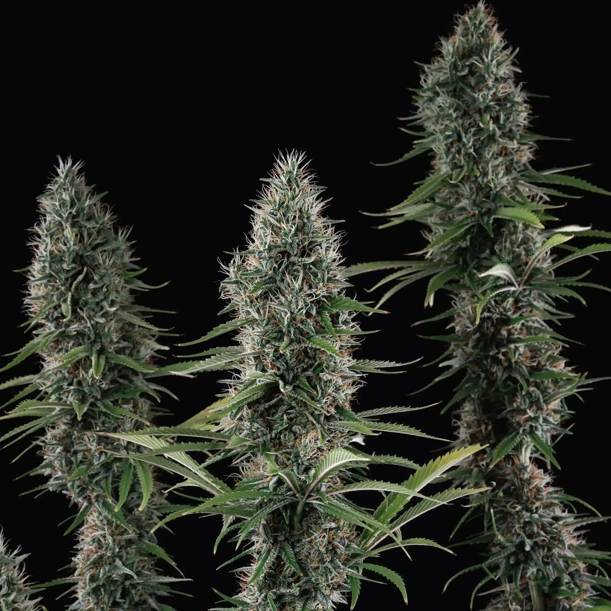 Banana Brawler Feminised by Royal Queen Seeds, photo 4