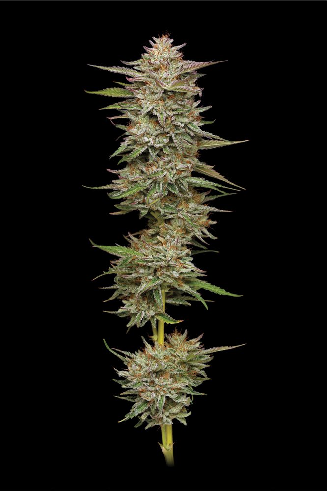 Banana OG Auto Feminised by Humboldt Seed Co., photo 2