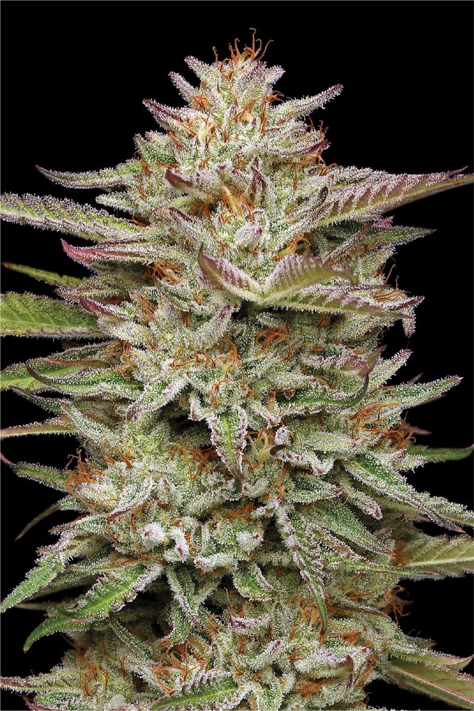 Banana OG Feminised by Humboldt Seed Co.