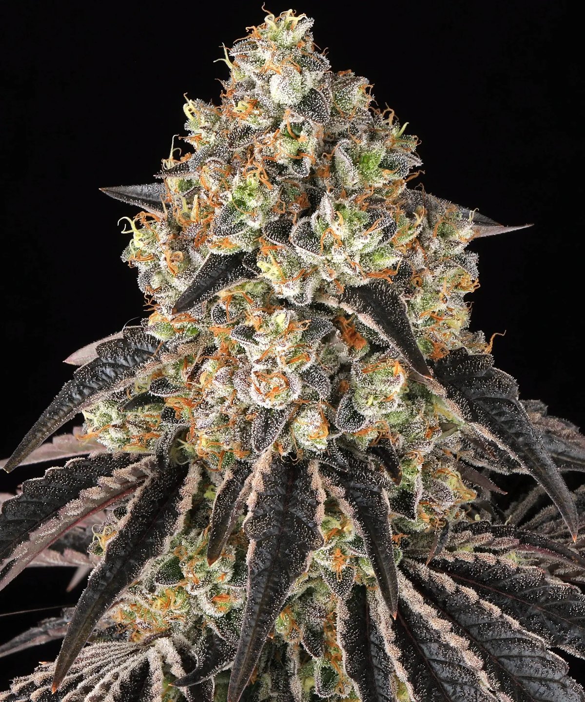 Black Cherry Gushers Feminised by Barney’s Farm