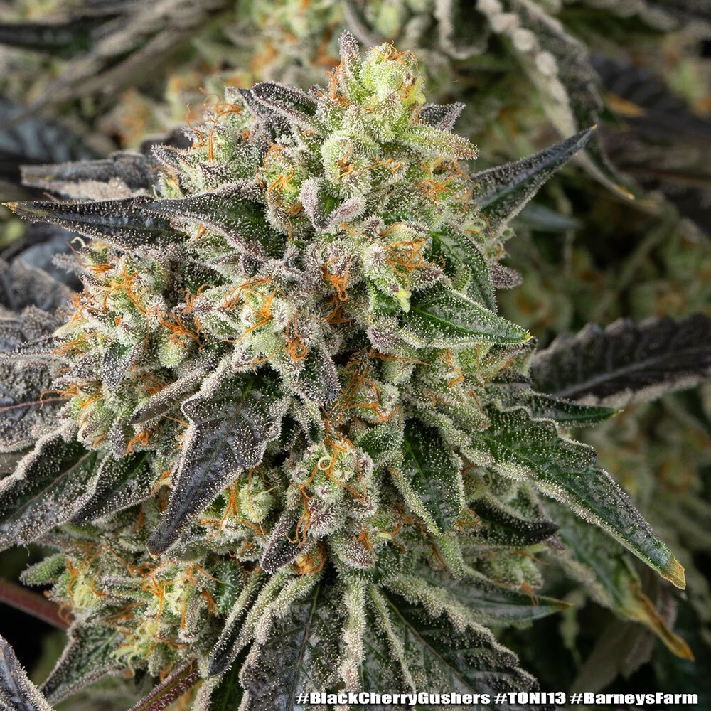 Black Cherry Gushers Feminised by Barney’s Farm, photo 2