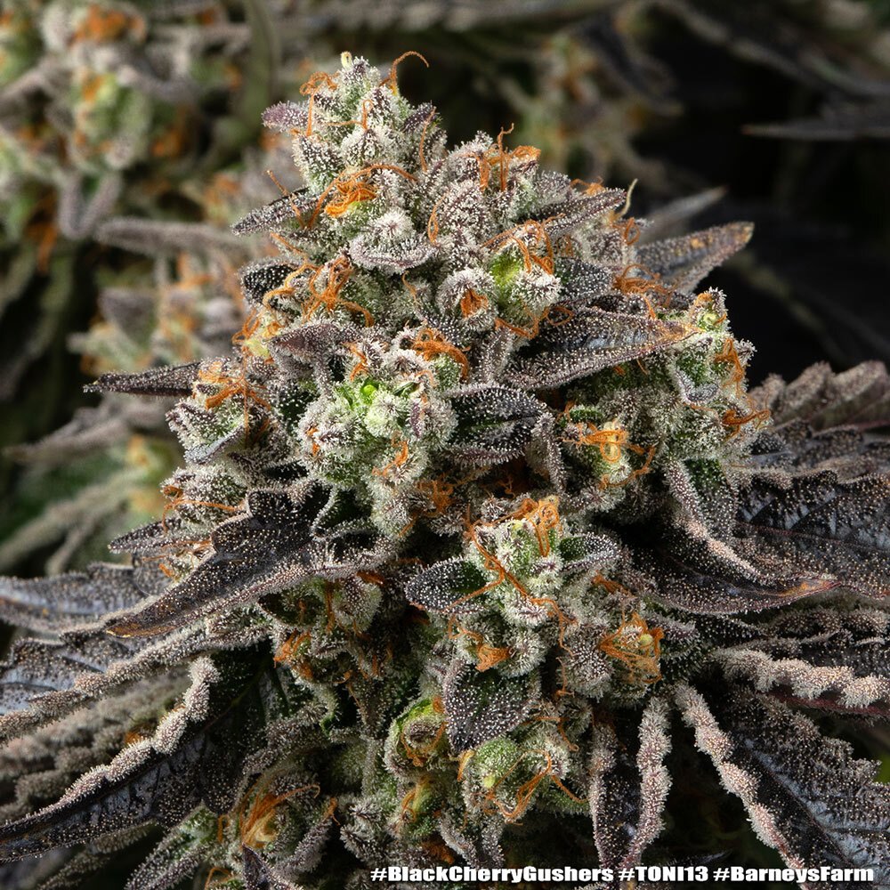 Black Cherry Gushers Feminised by Barney’s Farm, photo 3