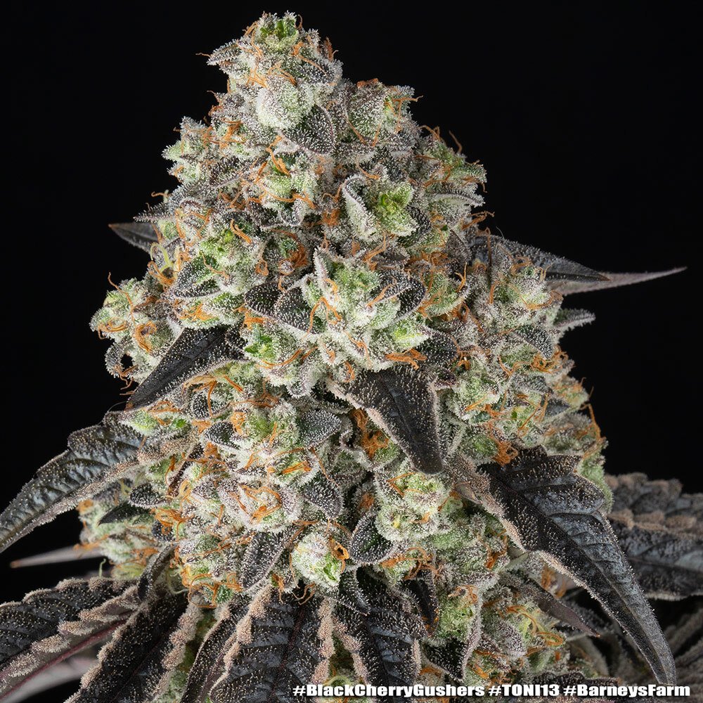 Black Cherry Gushers Feminised by Barney’s Farm, photo 4