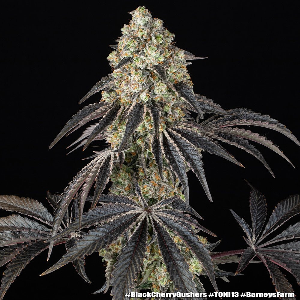 Black Cherry Gushers Feminised by Barney’s Farm, photo 5