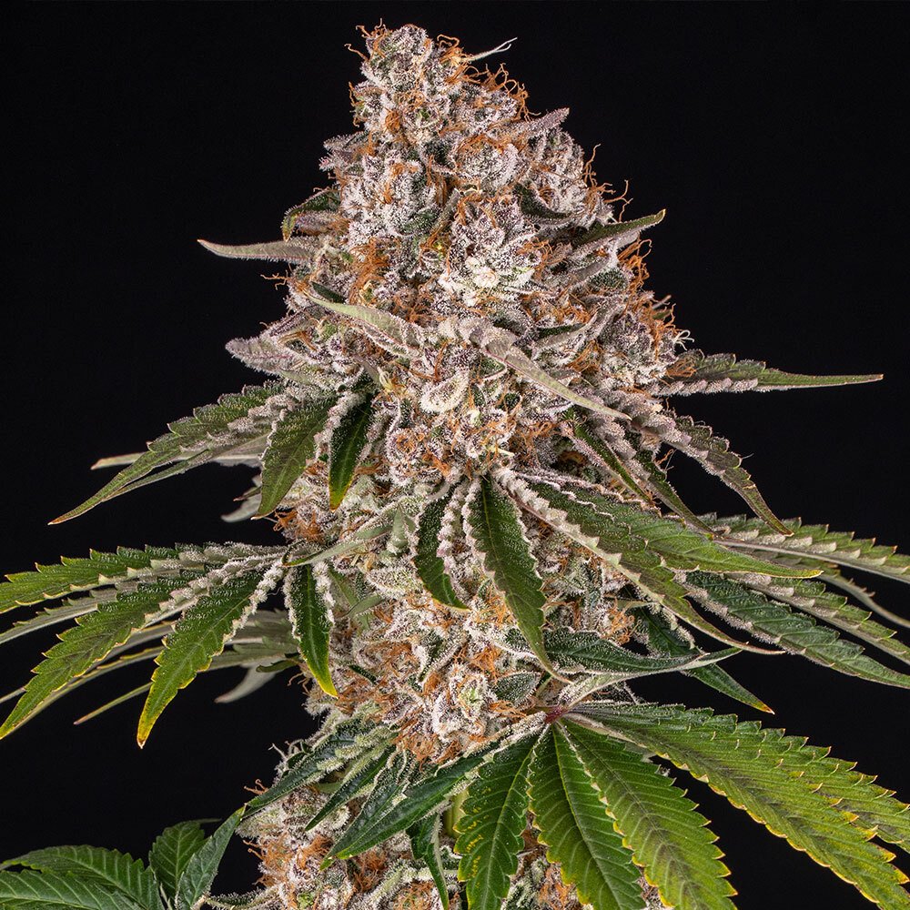 Cookie Casket Feminised by Barney’s Farm