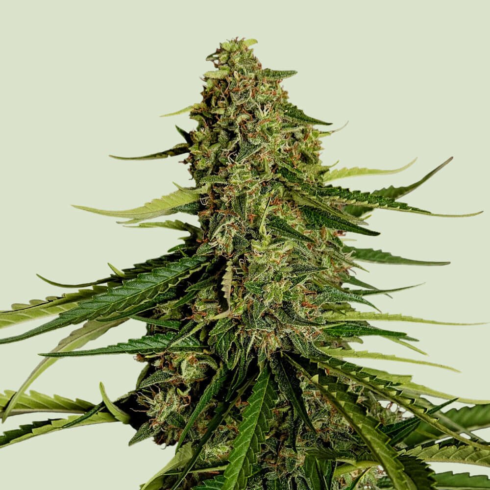 Gaia F1 Auto Feminised by Royal Queen Seeds