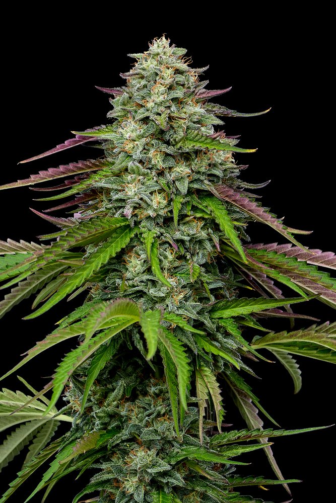 Garlic Budder Auto Feminised by Humboldt Seed Co.