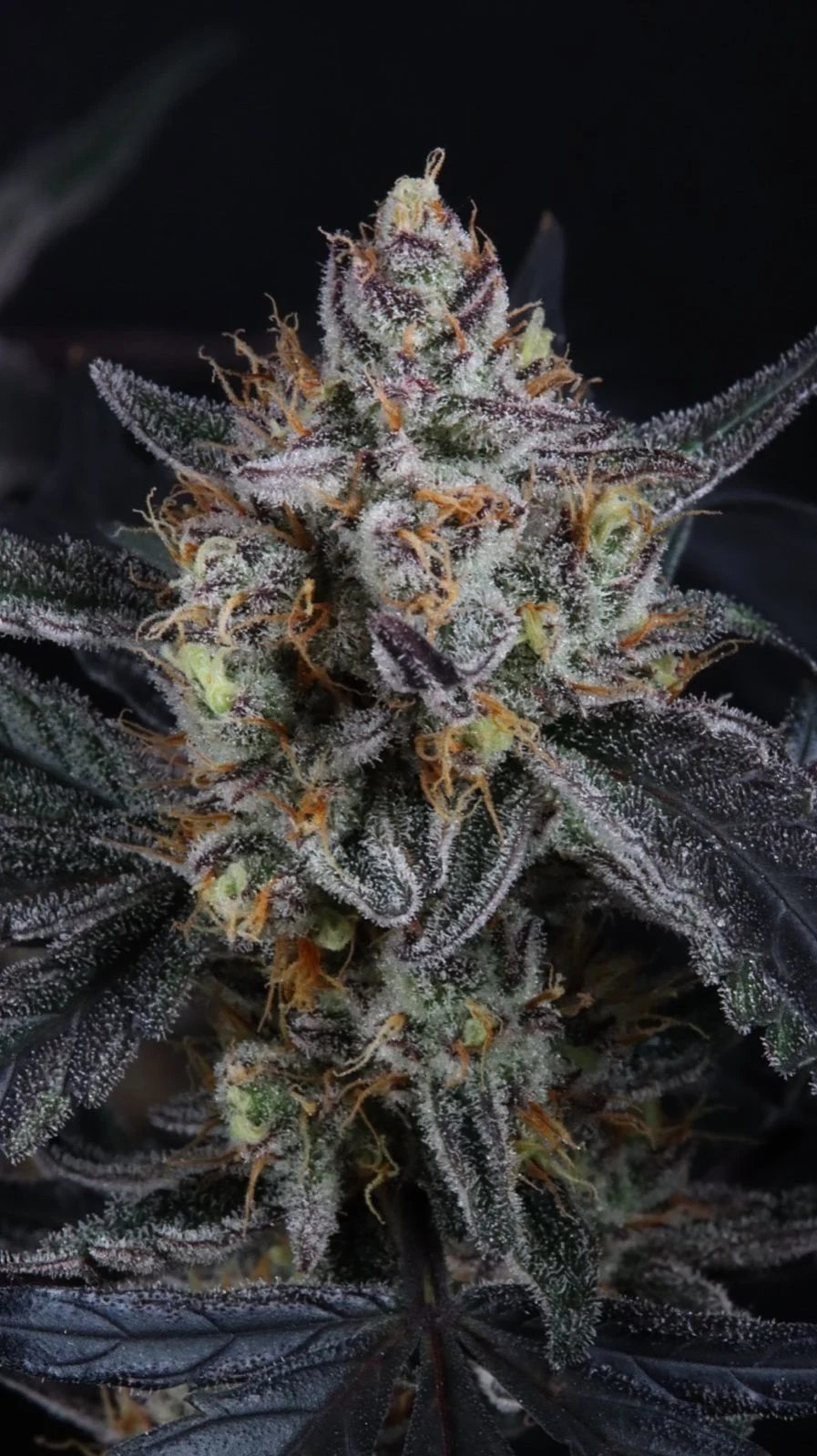 Guava Runtz Auto Feminised by FastBuds, photo 2