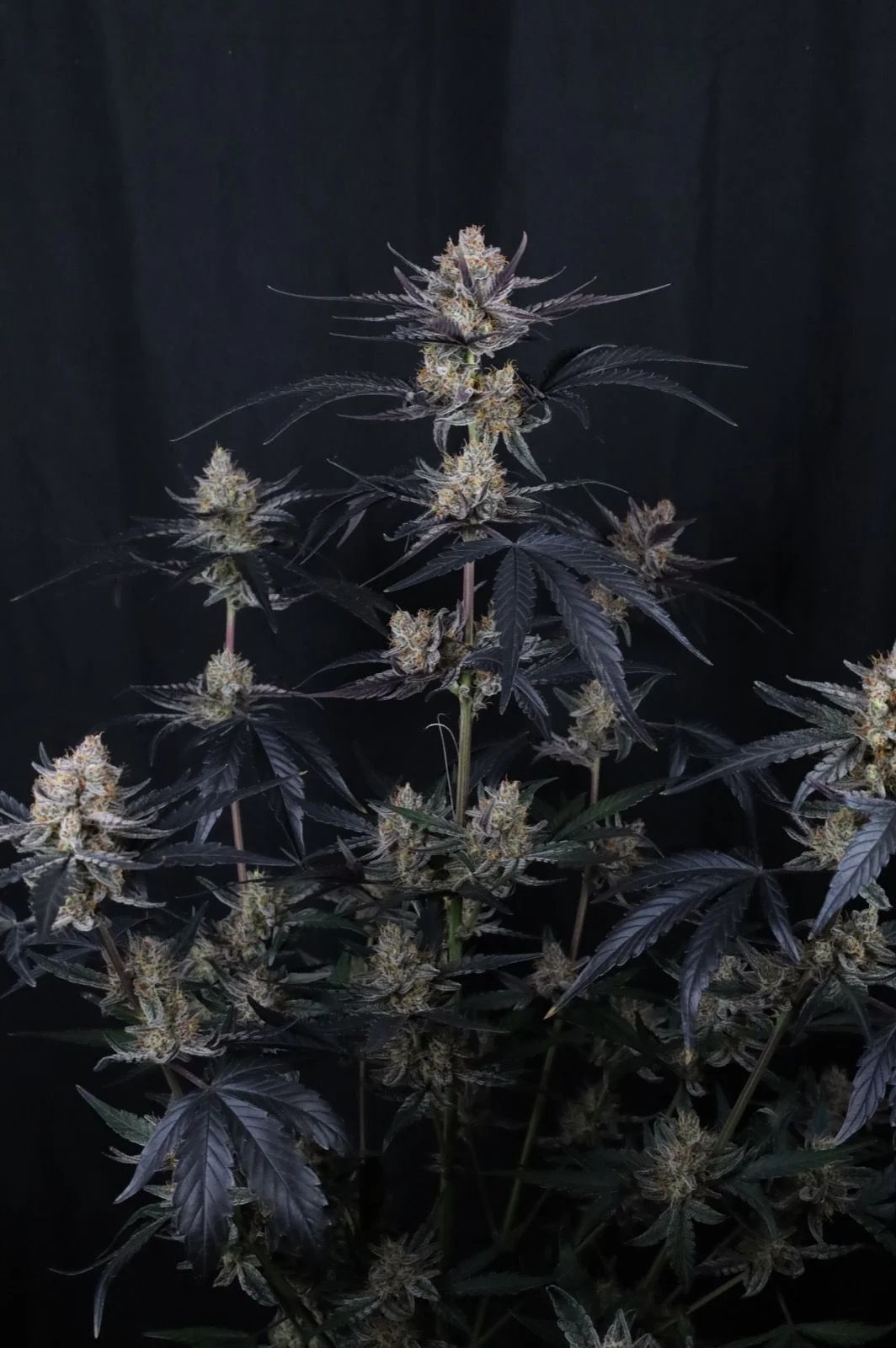 Guava Runtz Auto Feminised by FastBuds, photo 3