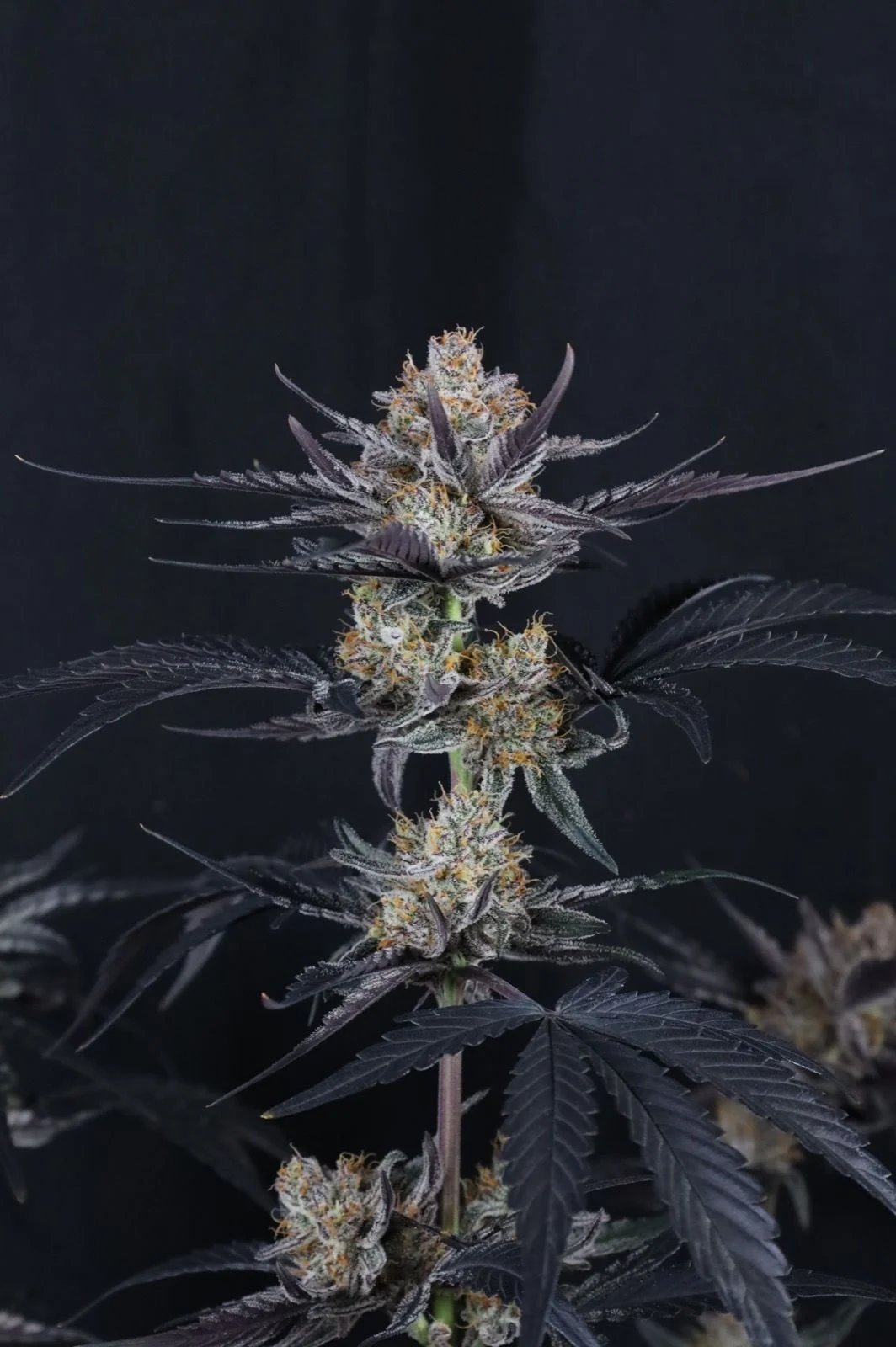 Guava Runtz Auto Feminised by FastBuds, photo 4