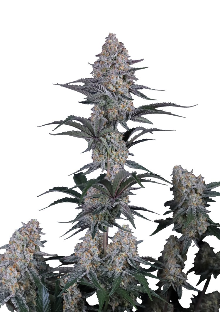Guava Sundae Auto Feminised by FastBuds