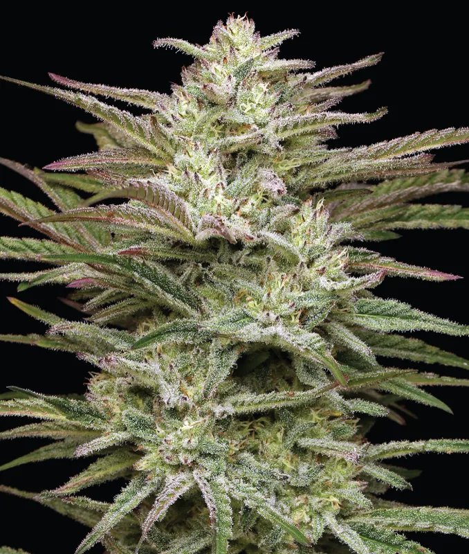 Jelly Donutz Auto Feminised by Humboldt Seed Co.