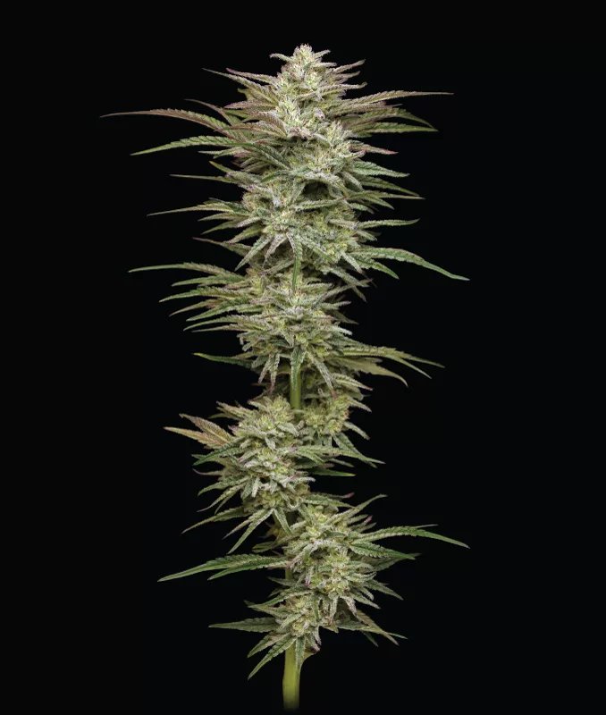 Jelly Donutz Auto Feminised by Humboldt Seed Co., photo 2
