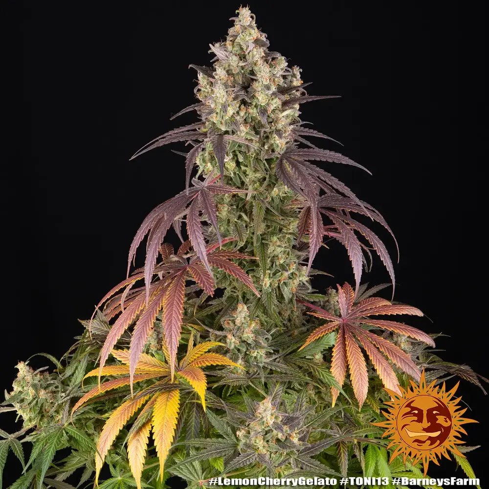Lemon Cherry Gelato Feminised by Barney’s Farm