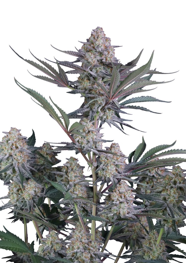 Lemon Tree Auto Feminised by FastBuds