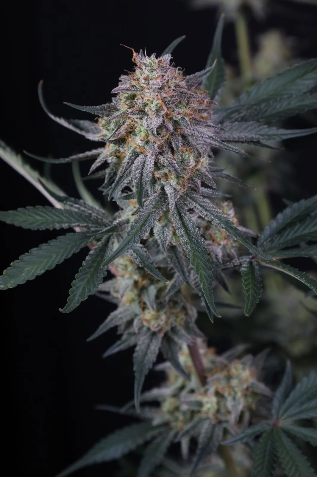 Lemon Tree Auto Feminised by FastBuds, photo 2