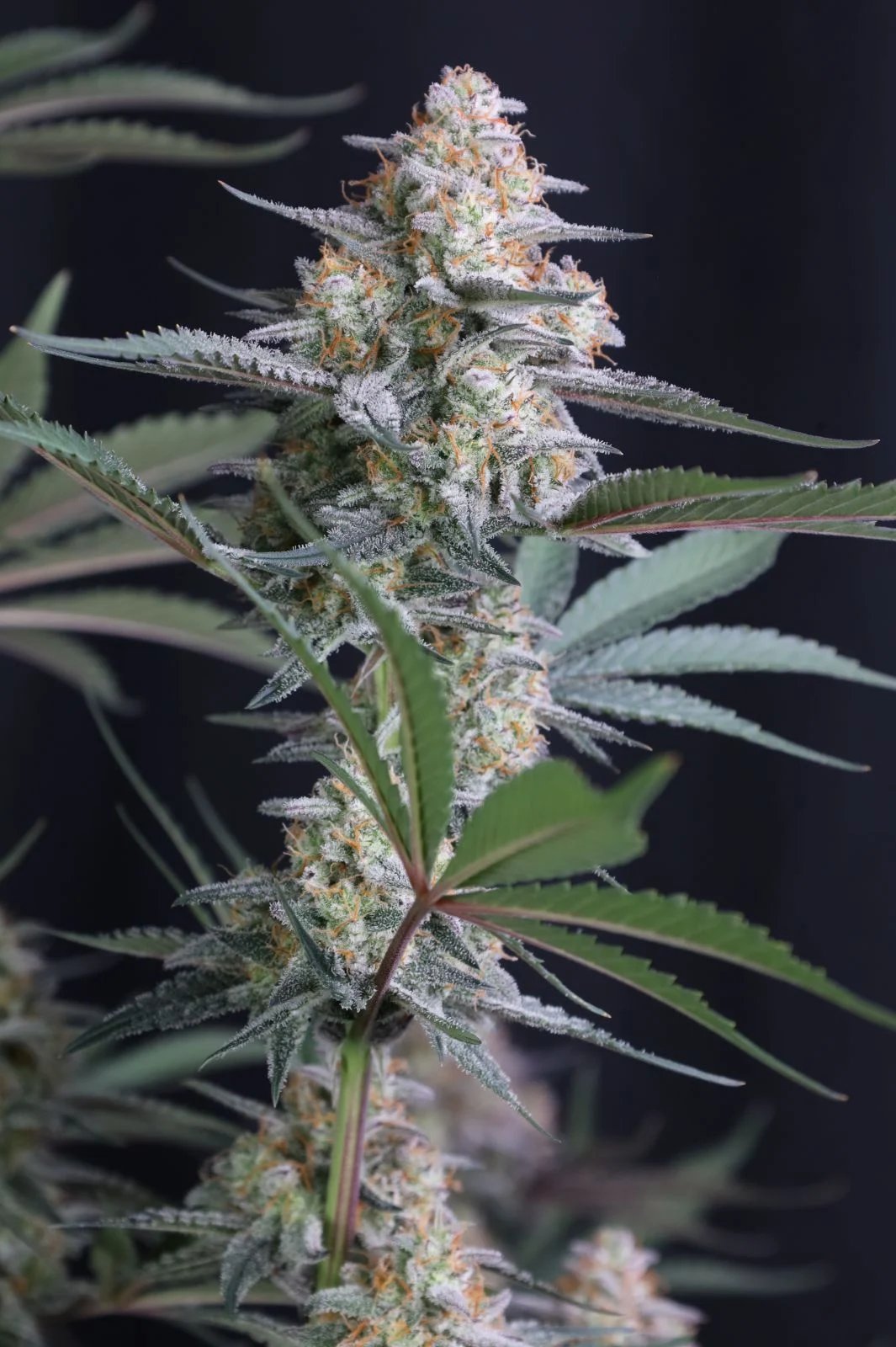 Lemon Tree Auto Feminised by FastBuds, photo 3