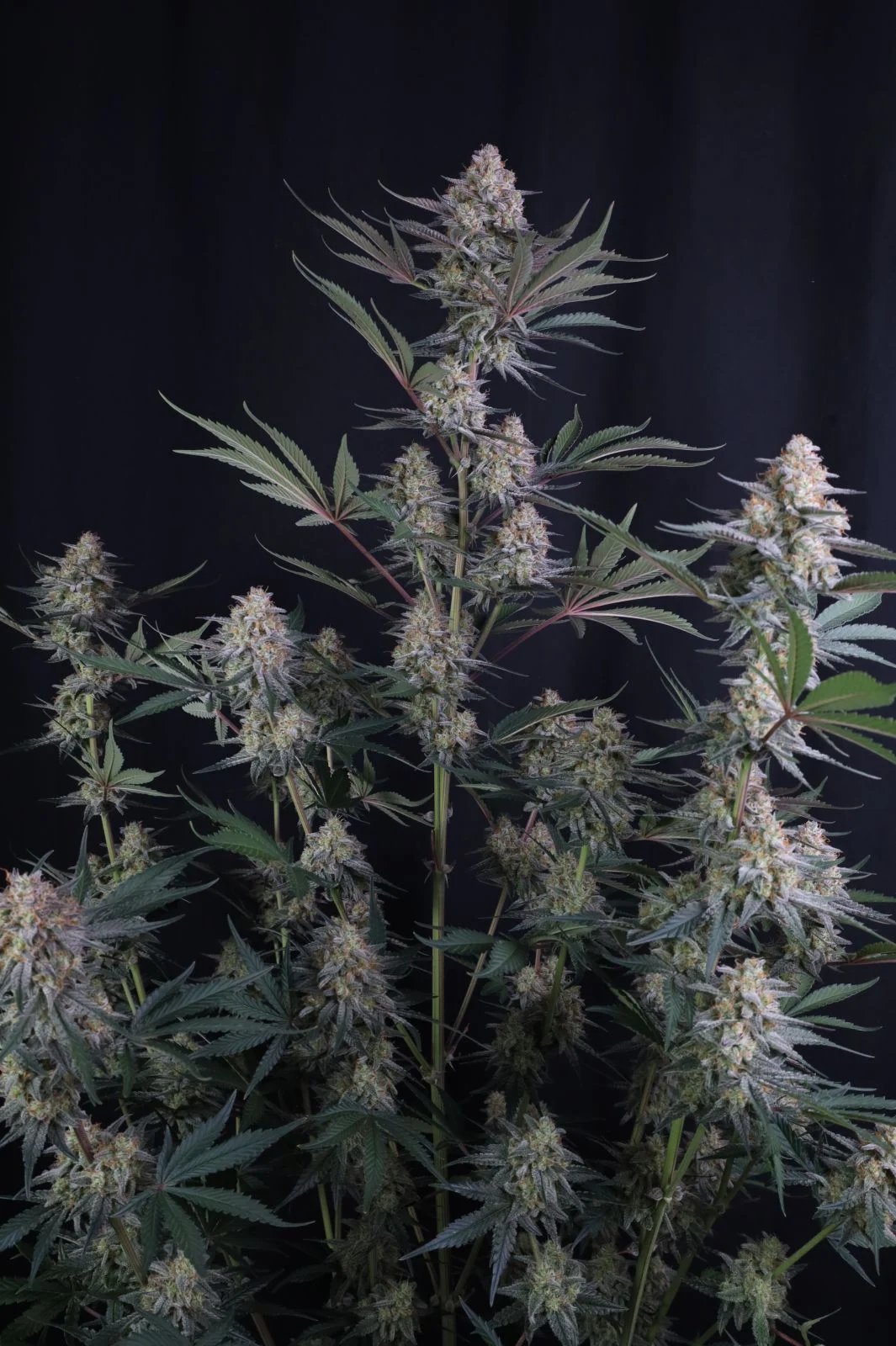 Lemon Tree Auto Feminised by FastBuds, photo 4