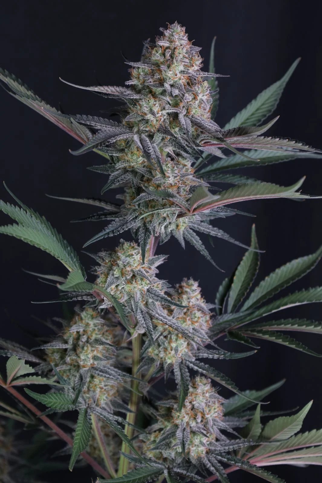 Lemon Tree Auto Feminised by FastBuds, photo 5