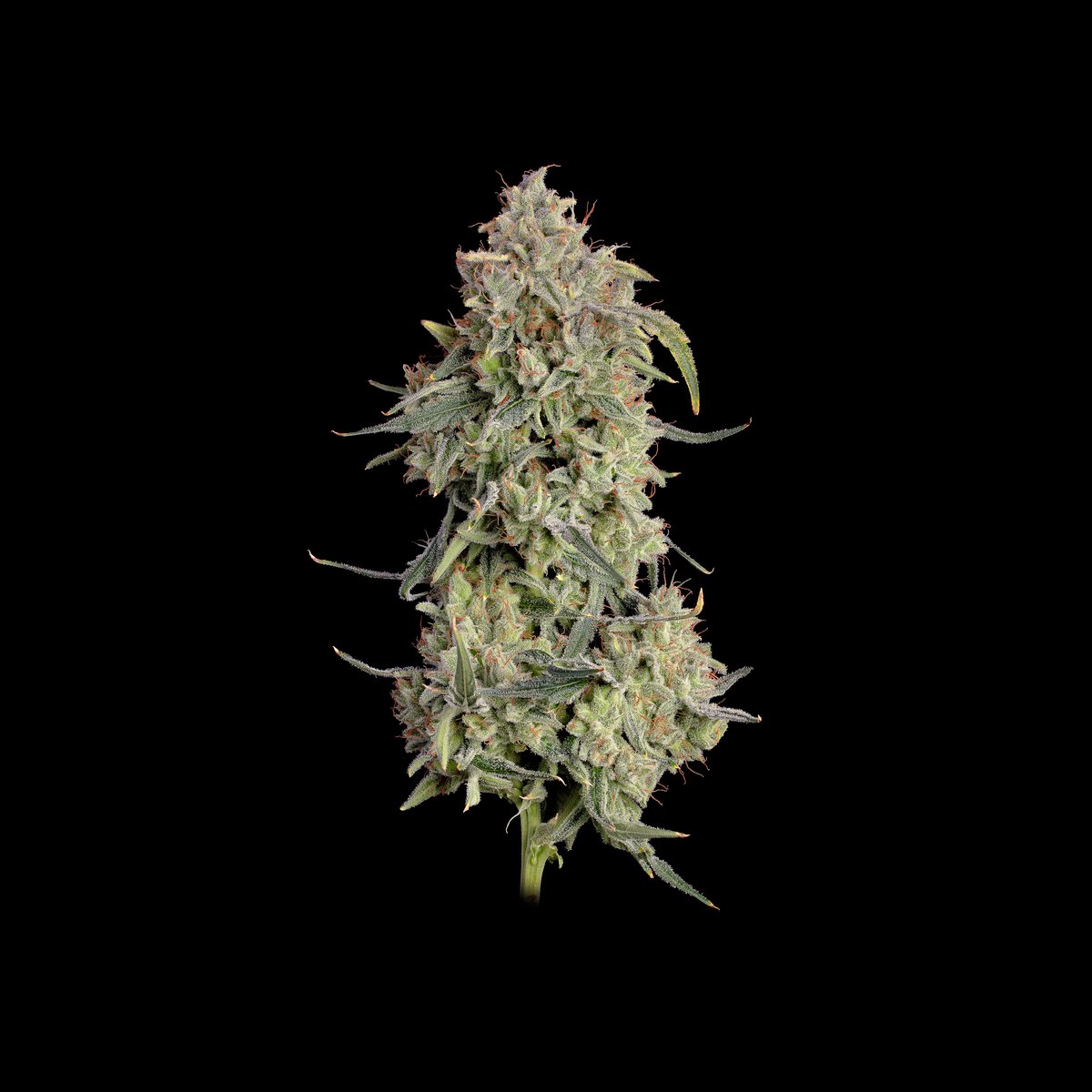 Lilac Cookies Auto Feminised by Seedsman