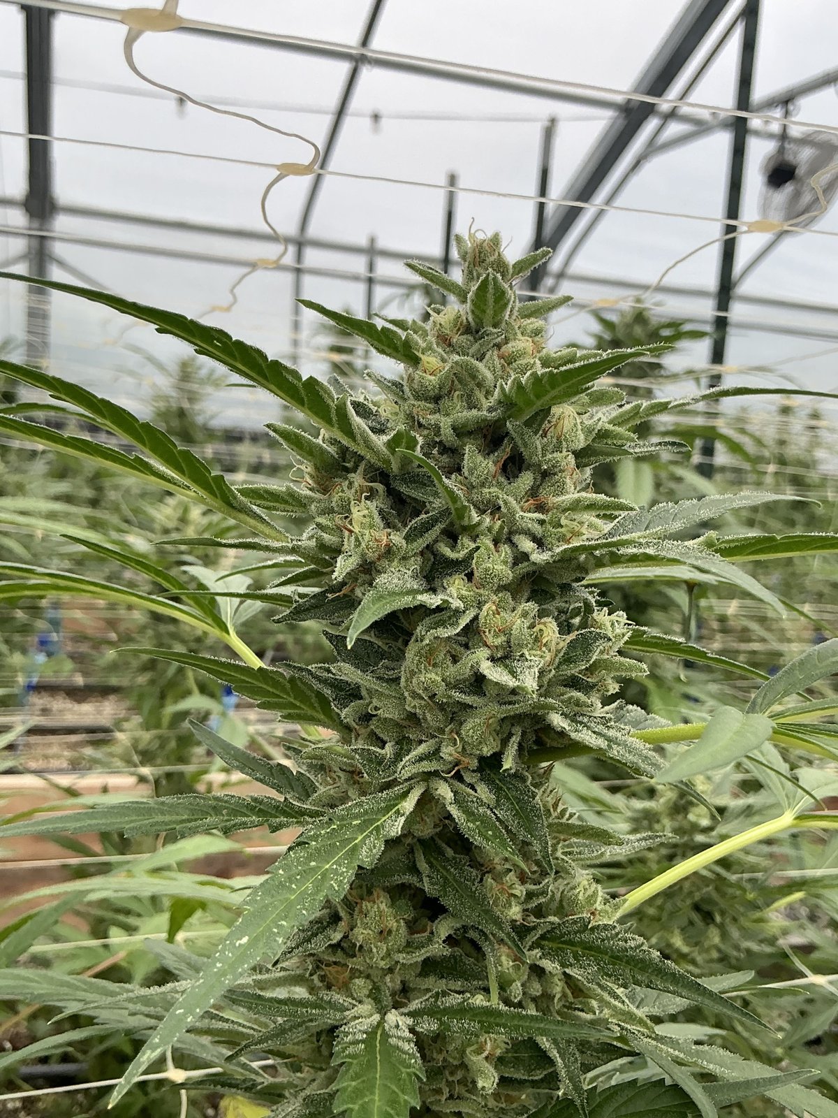 Lilac Cookies Auto Feminised by Seedsman, photo 3