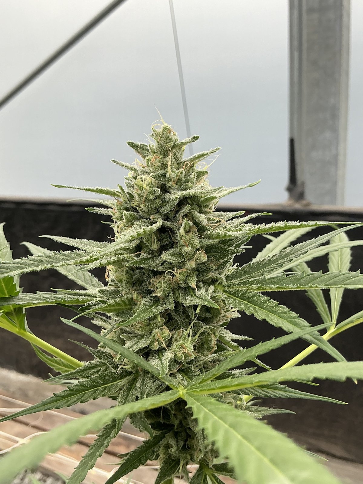 Lilac Cookies Auto Feminised by Seedsman, photo 4