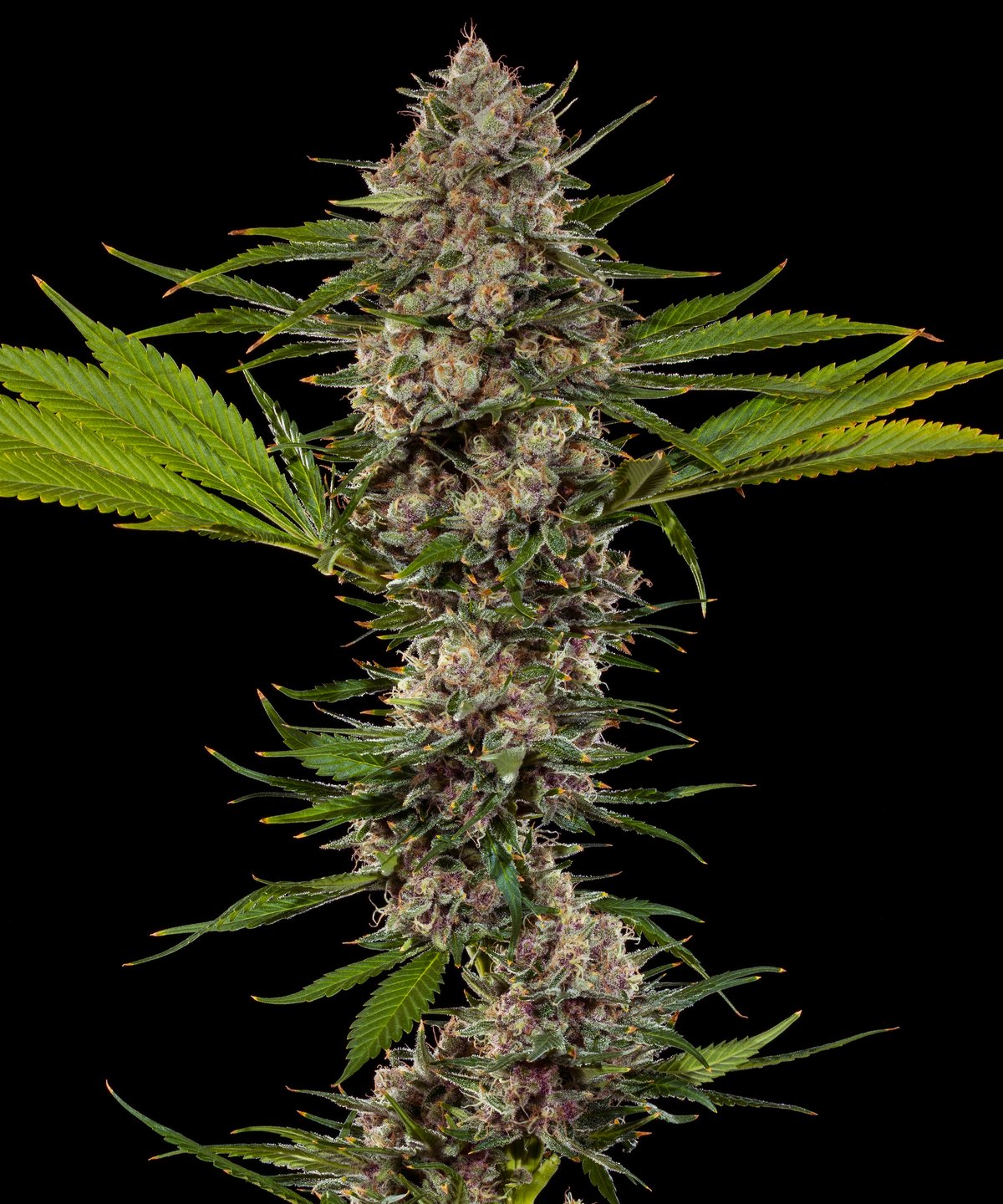 MAC 1 F1 Feminised by Barney’s Farm