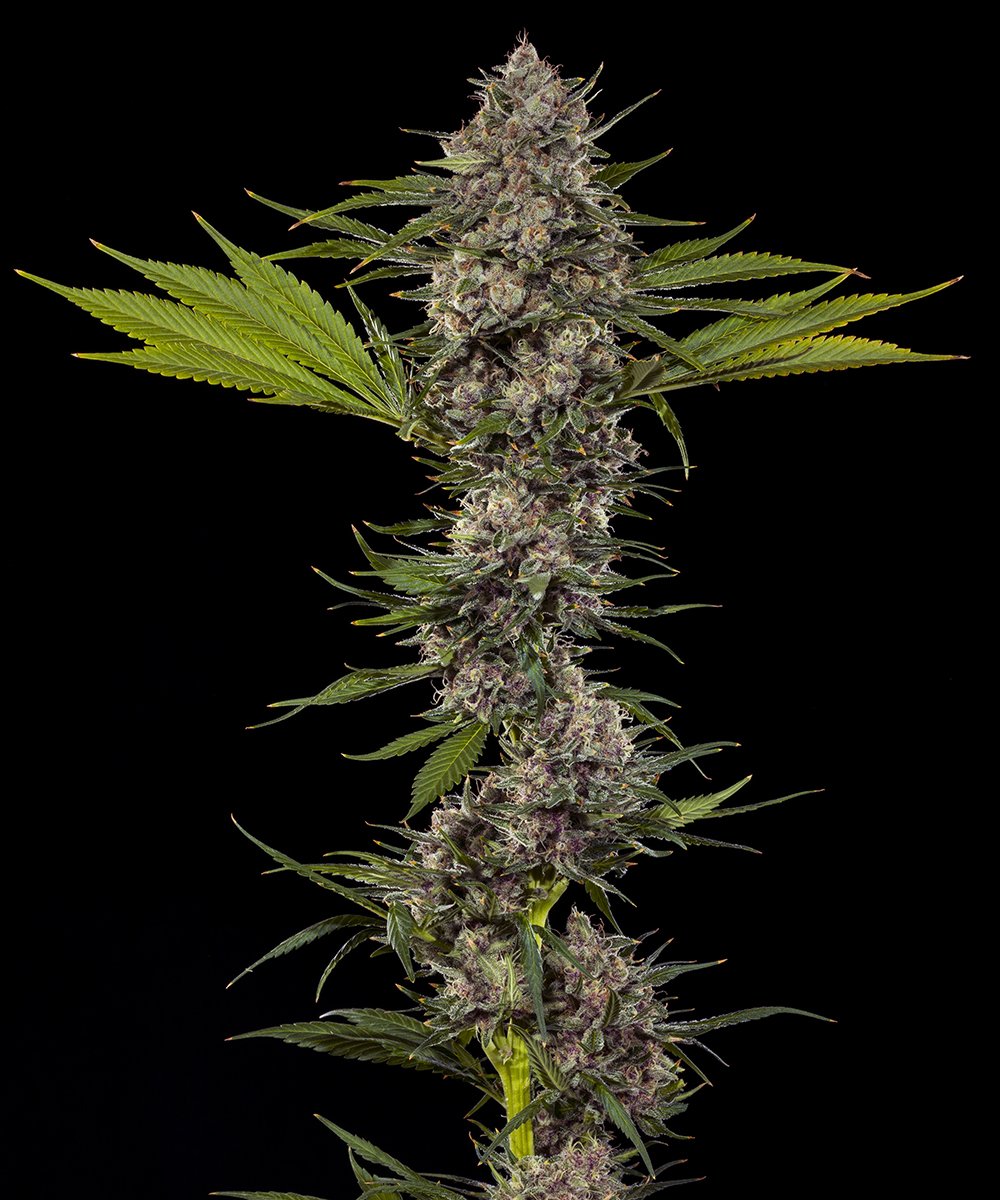 MAC 1 F1 Feminised by Barney’s Farm, photo 2